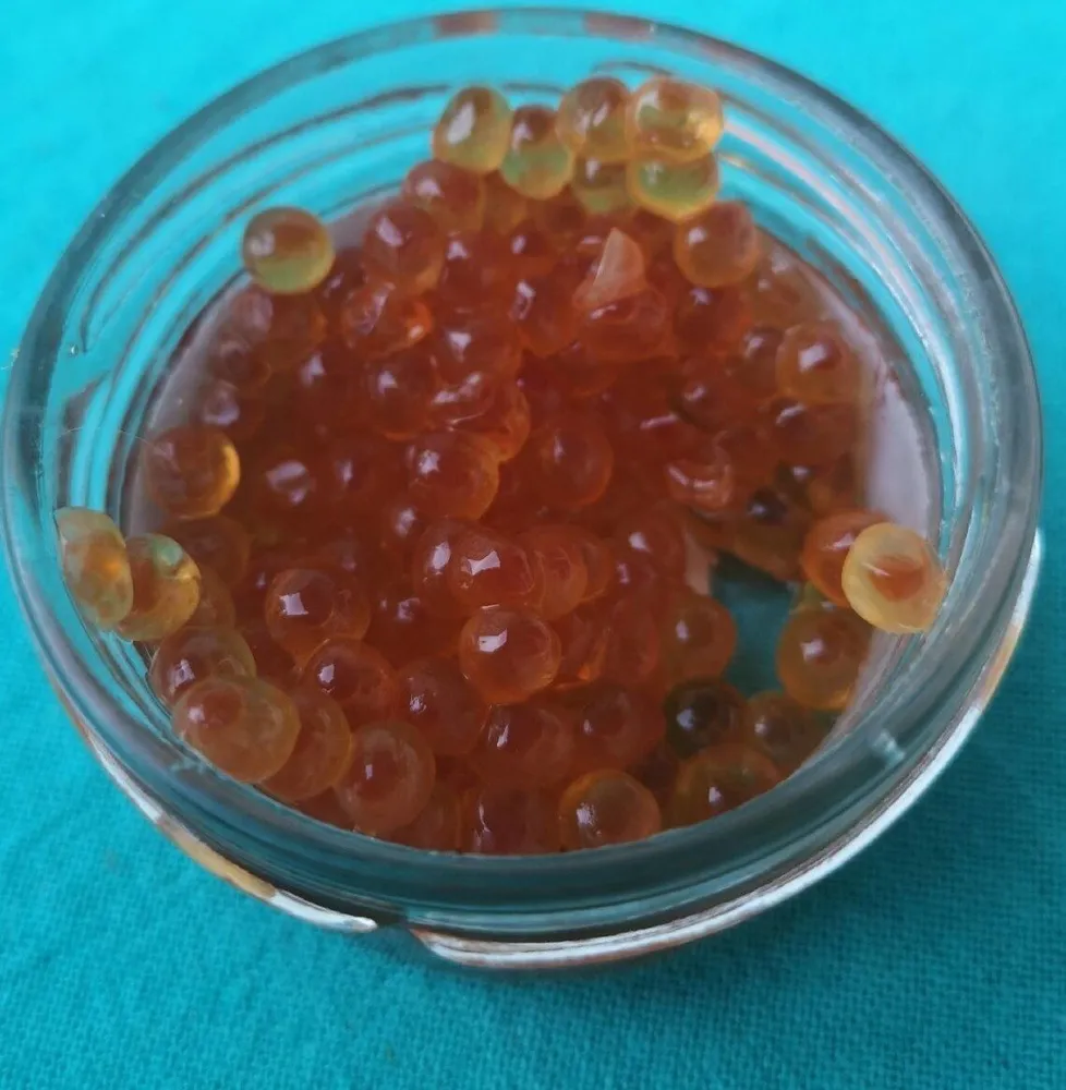 Oeufs de saumon rose du Pacifique