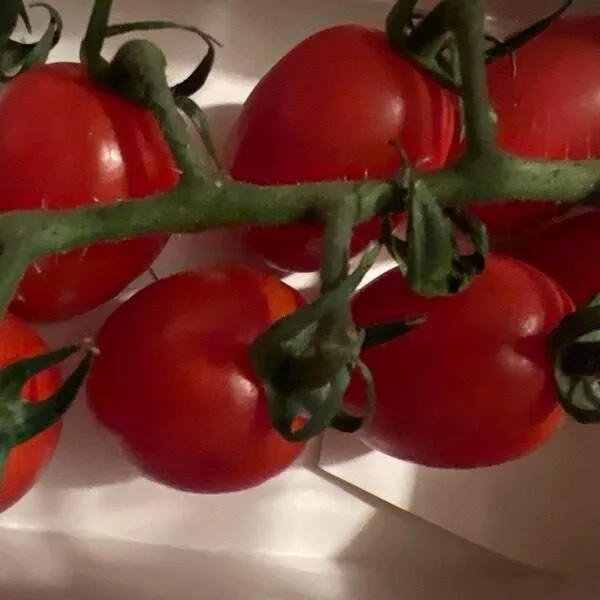Pomodolci Vine-Ripened Tomatoes
