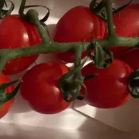 Pomodolci Vine-Ripened Tomatoes