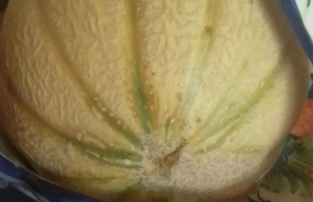 Melon frais