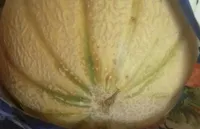Melon frais