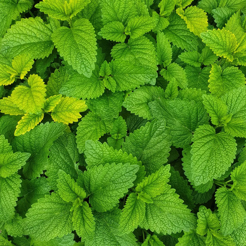 Mint