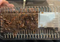 Pecan Caramel Brownie