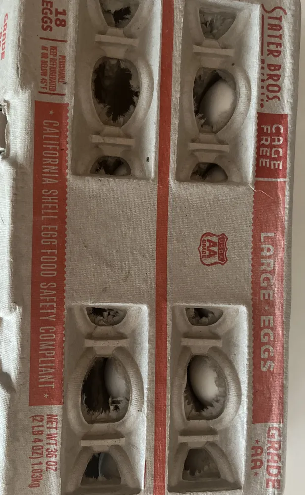 eggs