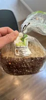 Sprouted Multigrain sandwich bread