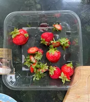 Red Diamond Strawberries