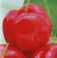 Acerola nectar