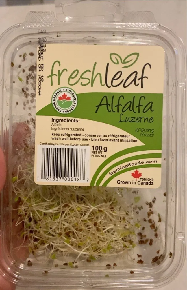 Alfalfa