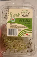 Alfalfa