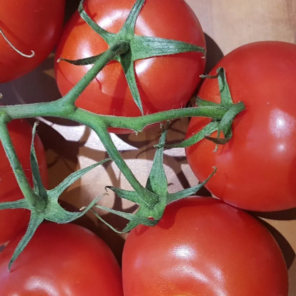 Tomate grappe France