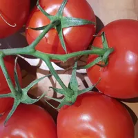 Tomate grappe France
