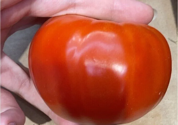 Tomate cotele rouge vrac