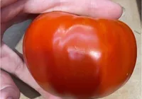 Tomate cotele rouge vrac