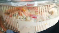 Salade gambas