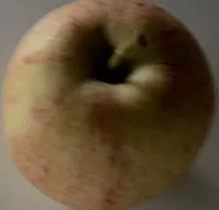 Pomme gala