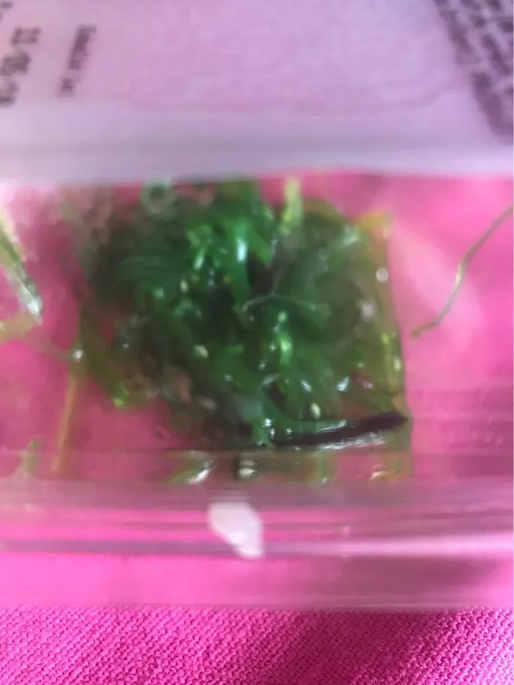 Salade wakame