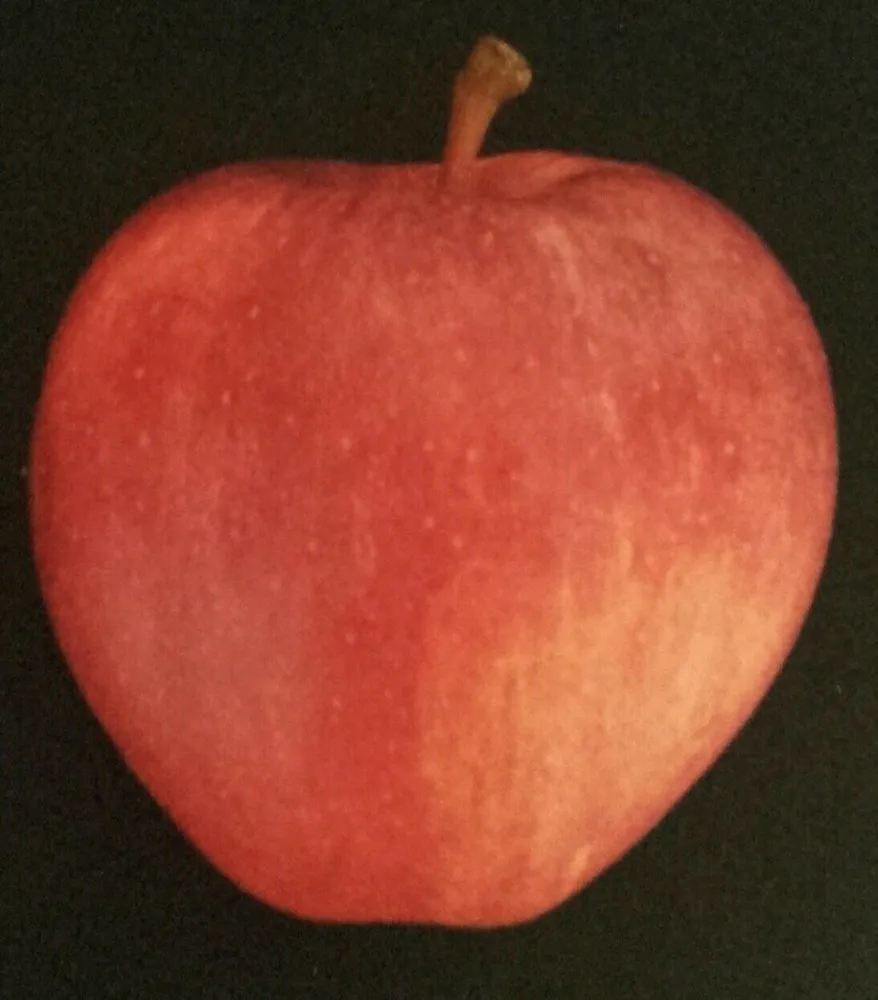 Pomme Royal Gala