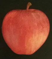 Pomme Royal Gala