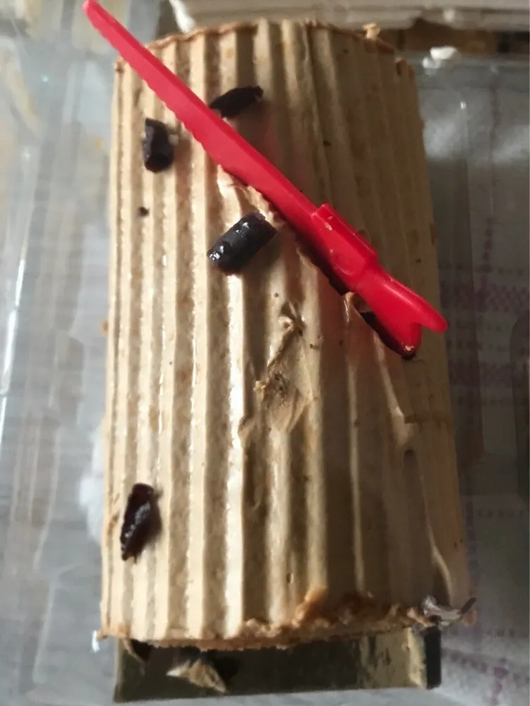 Buche patissiere
