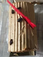 Buche patissiere