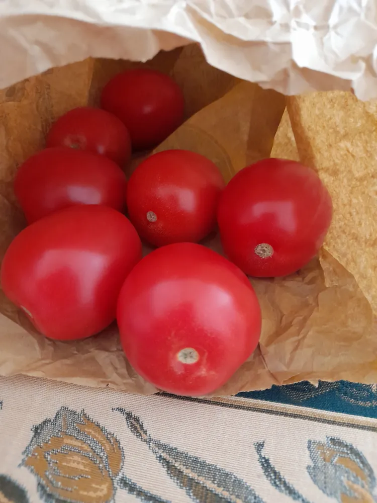 tomates  allongées
