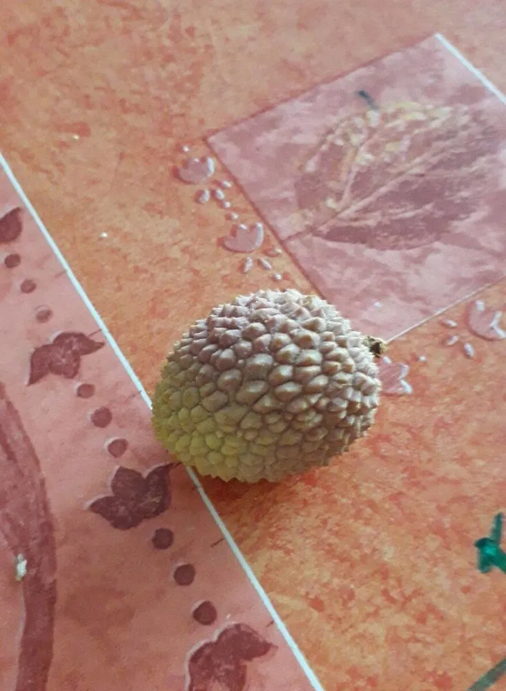 Litchies