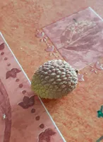Litchies