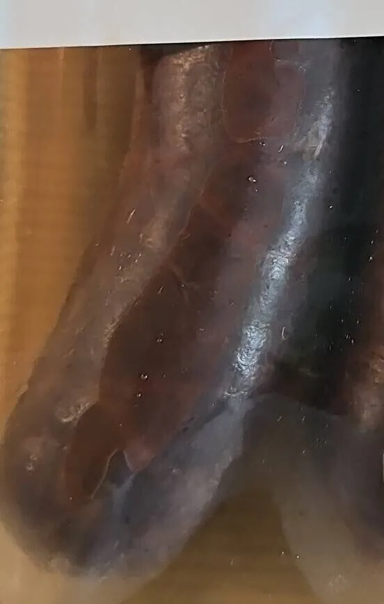 Boudin noir aux oignons