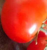 Tomate Grappe