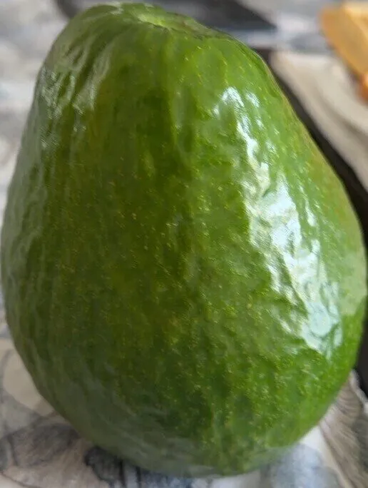 Avocat