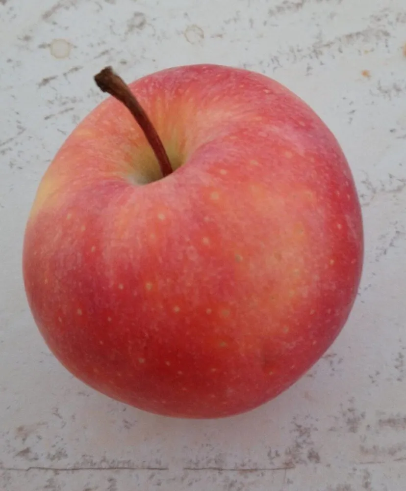 Pomme  royal gala