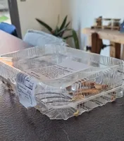 Jésuite creme pâtissière