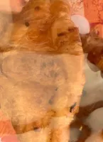 Pain chocolat et croissant