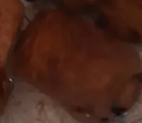 Pain au chocolat