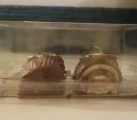 Buchettes CREME BEURRE PARFUM CHOCOLAT