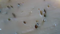 Gouda au cumin