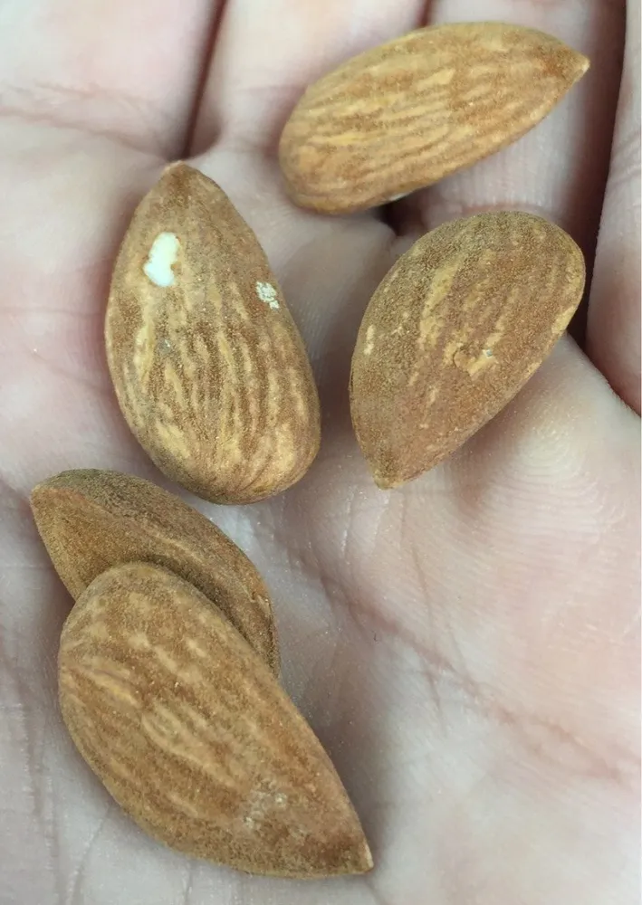 Amandes bio leclerc