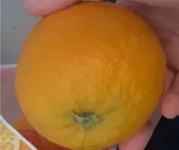 Orange à jus