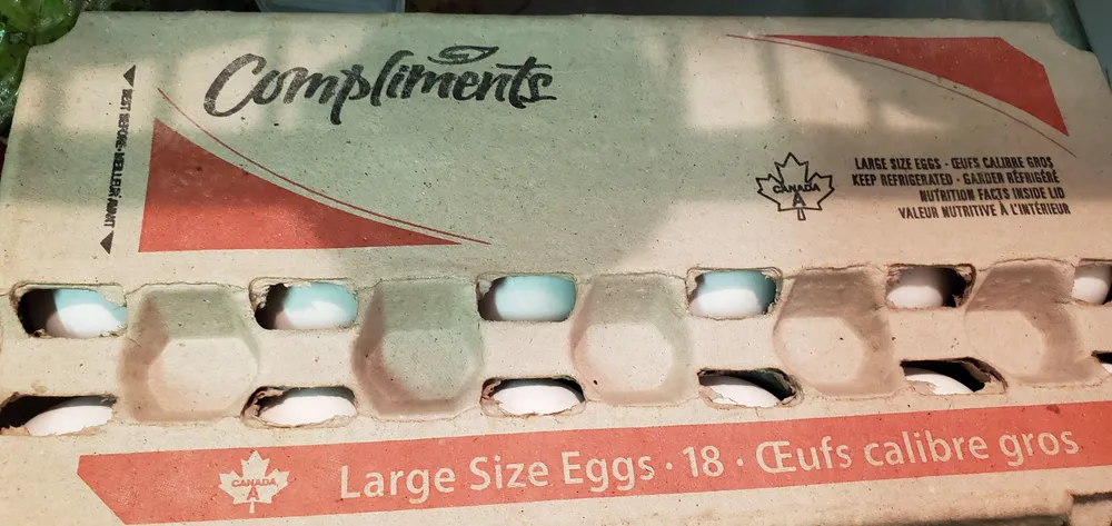 Large Eggs