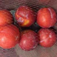Plum