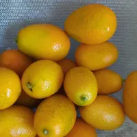 Kumquats frisch