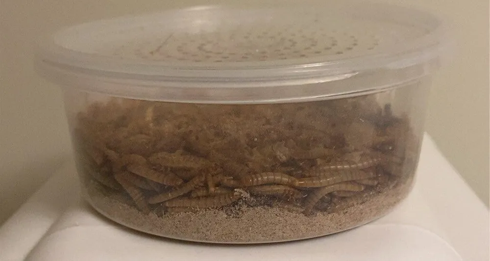 petland mealworms