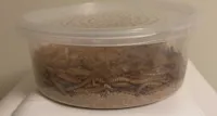 petland mealworms