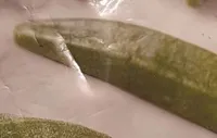 Okra