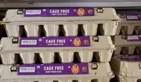 Cage Free Large Eggs
