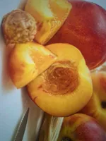 Nectarina