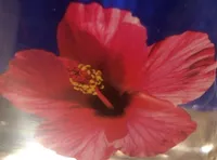 Fiji water