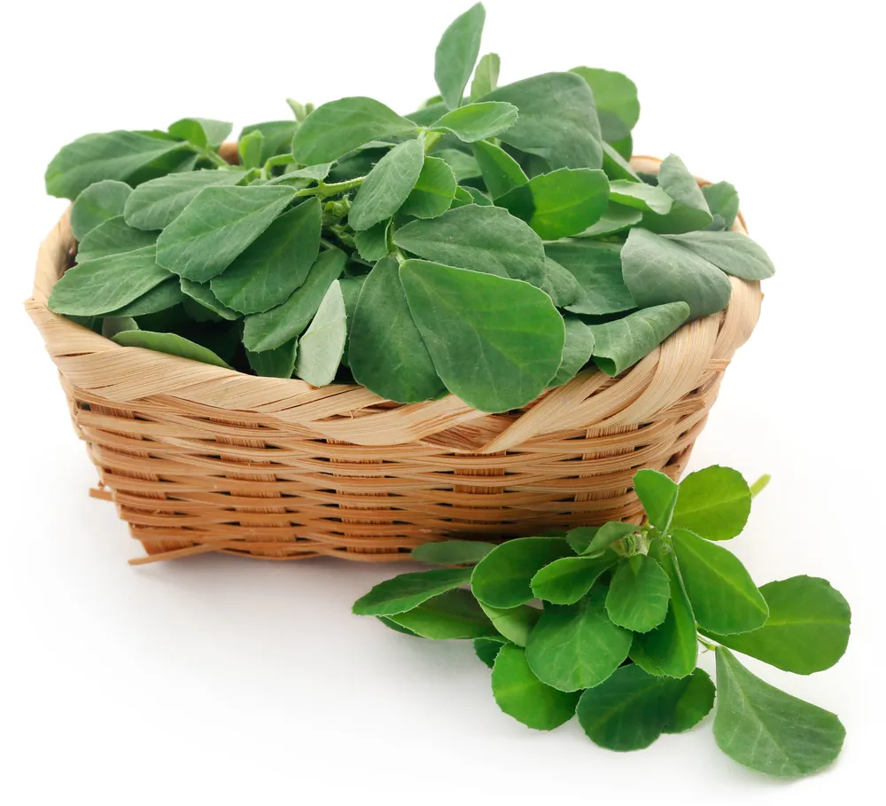 Fenugreek Leaves