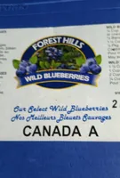 Wild blue berries