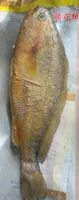 Yellow Croaker